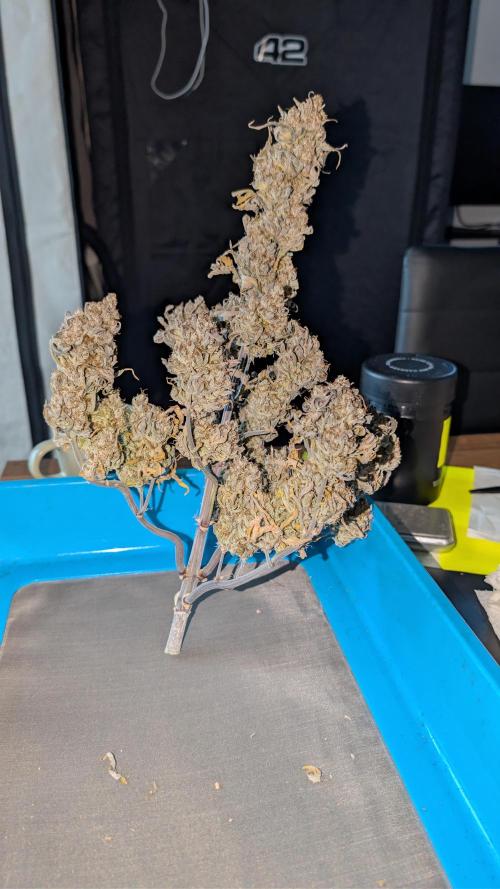 Last Auto Run. Week 13