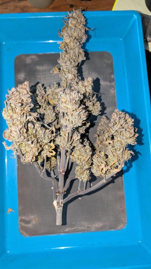 Last Auto Run. Week 13