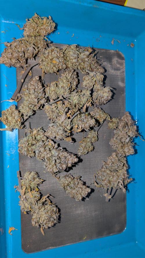 Last Auto Run. Week 13
