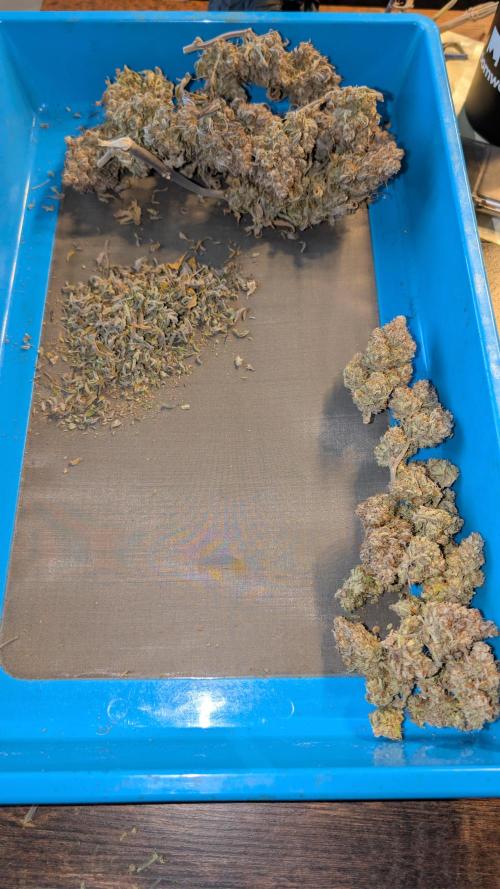 Last Auto Run. Week 13