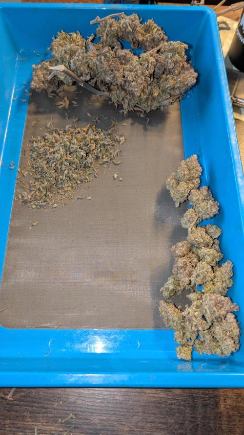 Last Auto Run. Week 13