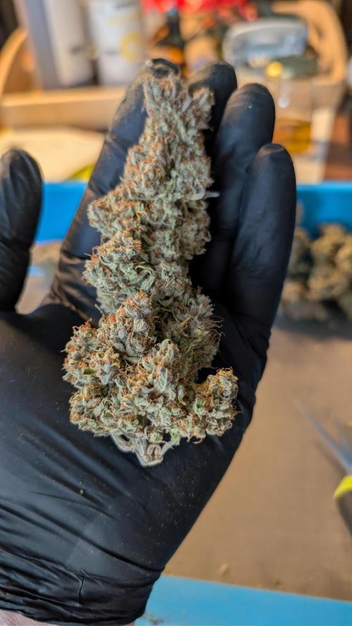 Last Auto Run. Week 13