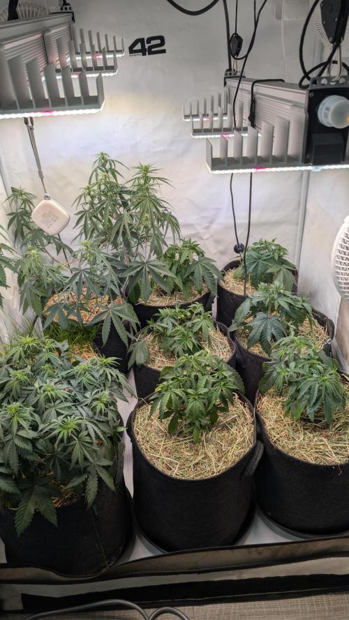 Cup Winning Strains 2026. Week 4