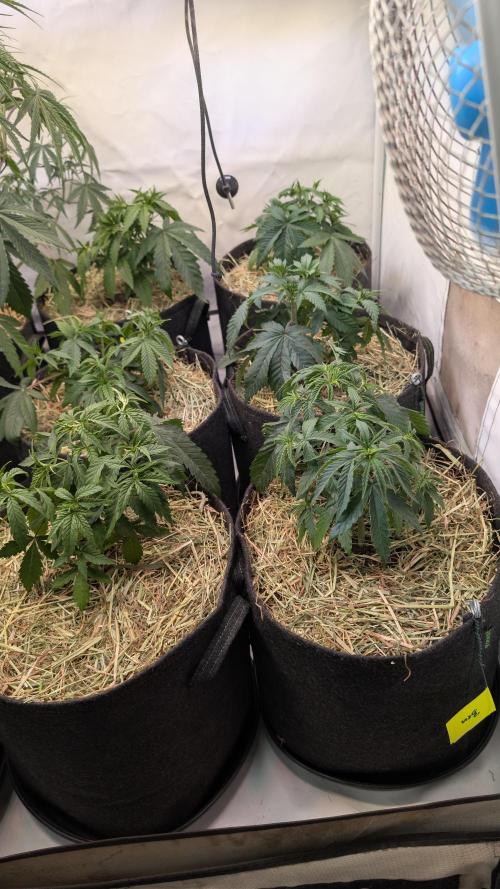 Cup Winning Strains 2026. Week 4