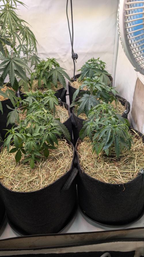 Cup Winning Strains 2026. Week 4