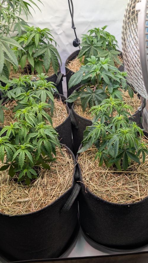Cup Winning Strains 2026. Week 4