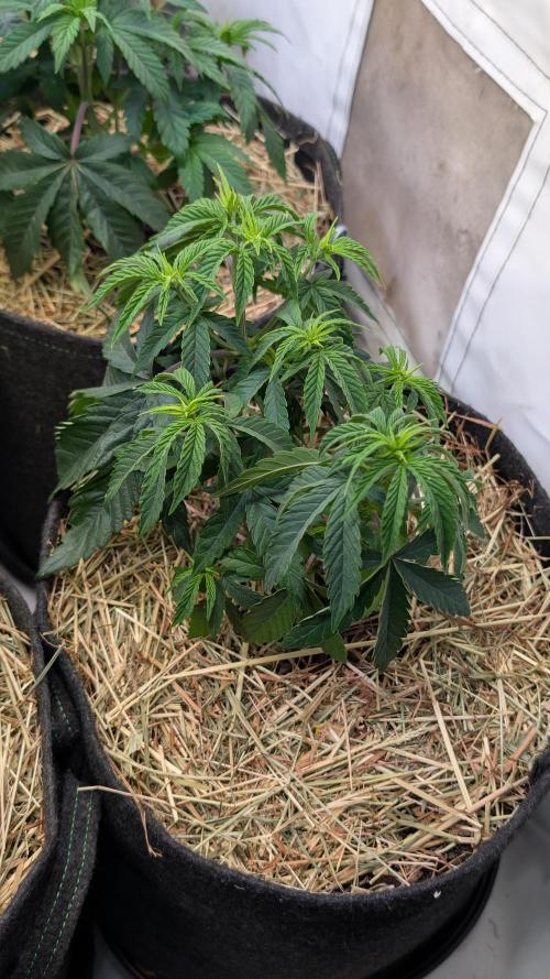 Cup Winning Strains 2026. Week 4