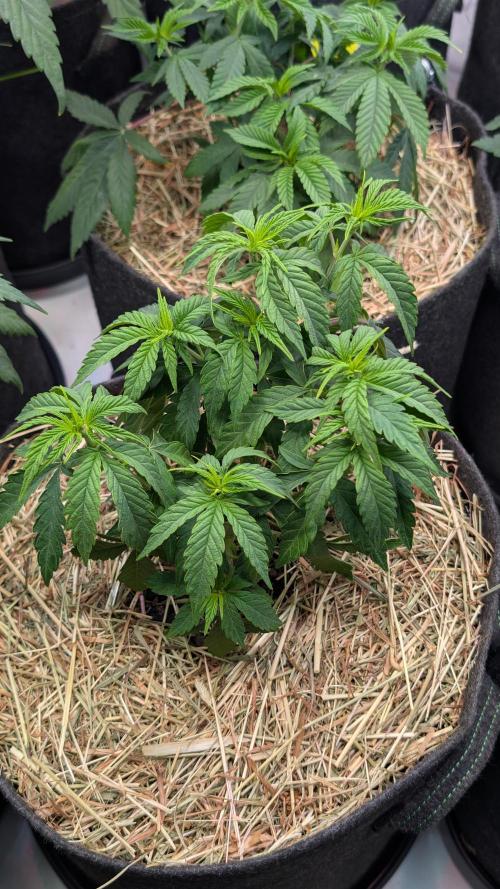 Cup Winning Strains 2026. Week 4
