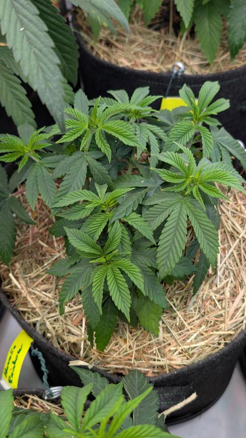 Cup Winning Strains 2026. Week 4