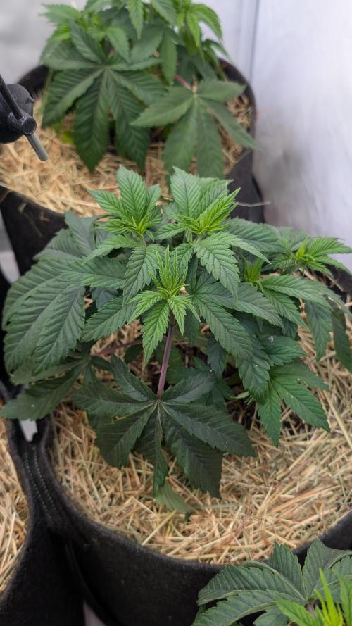 Cup Winning Strains 2026. Week 4
