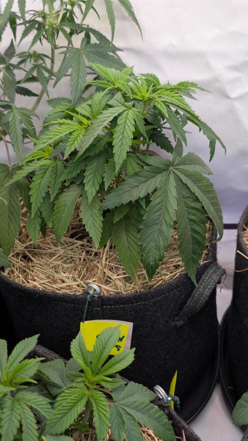 Cup Winning Strains 2026. Week 4