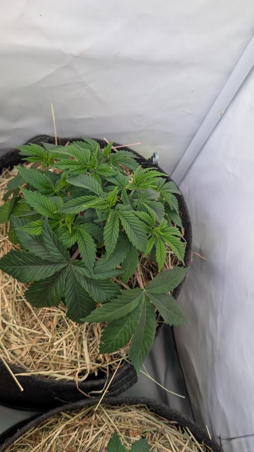 Cup Winning Strains 2026. Week 4
