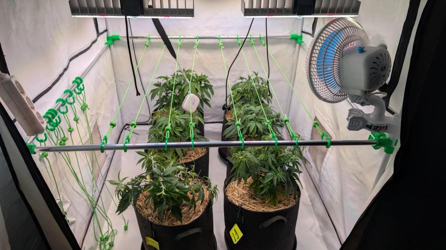Cup Winning Strains 2026. Week 4