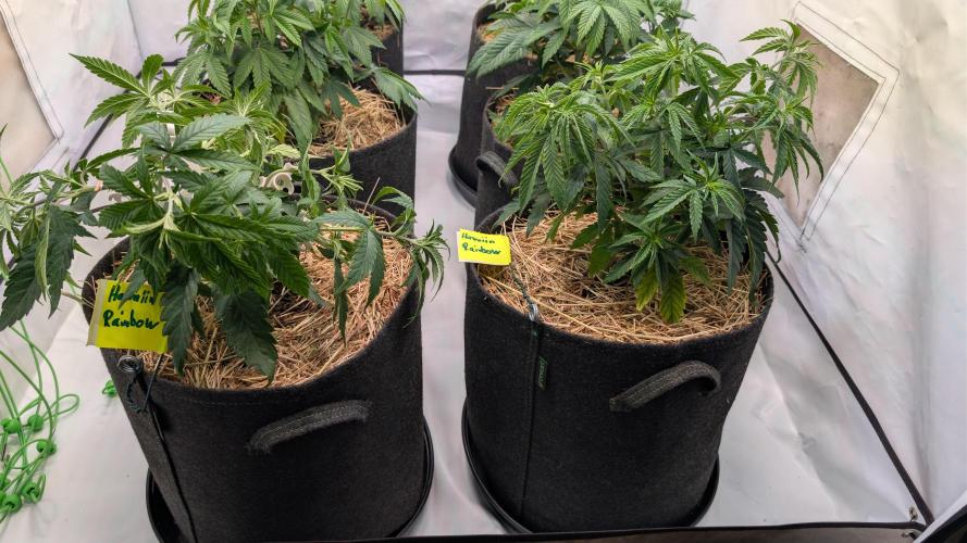 Cup Winning Strains 2026. Week 4