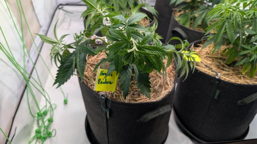Cup Winning Strains 2026. Week 4