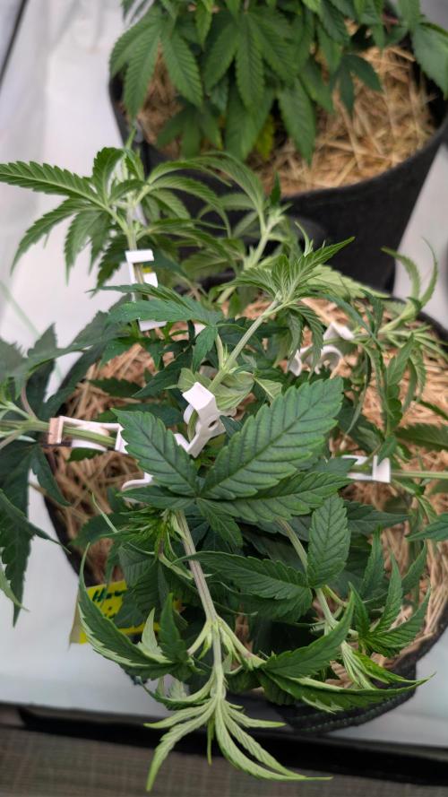 Cup Winning Strains 2026. Week 4