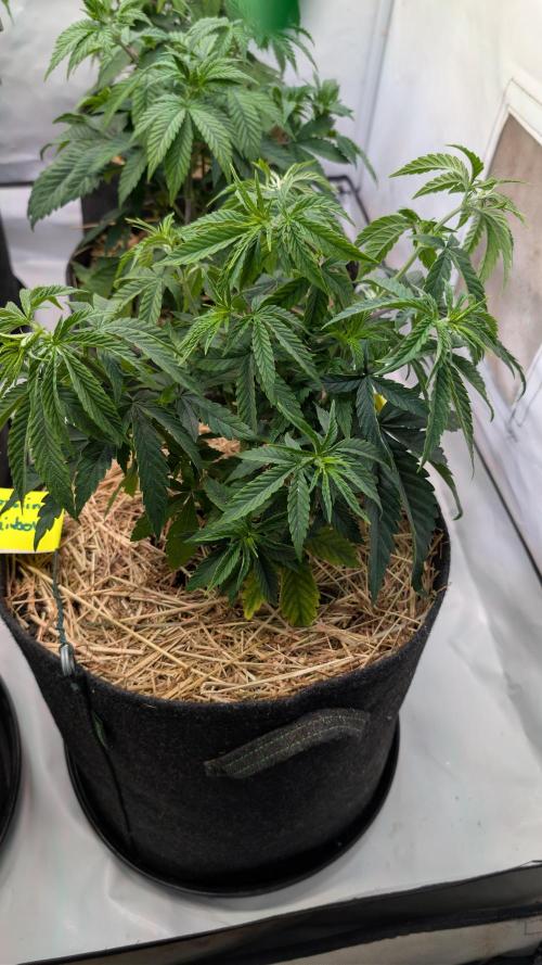 Cup Winning Strains 2026. Week 4