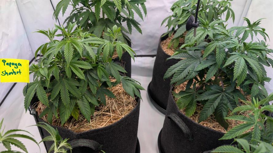 Cup Winning Strains 2026. Week 4