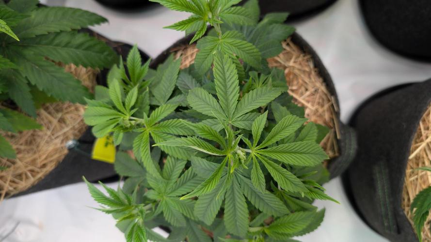 Cup Winning Strains 2026. Week 4