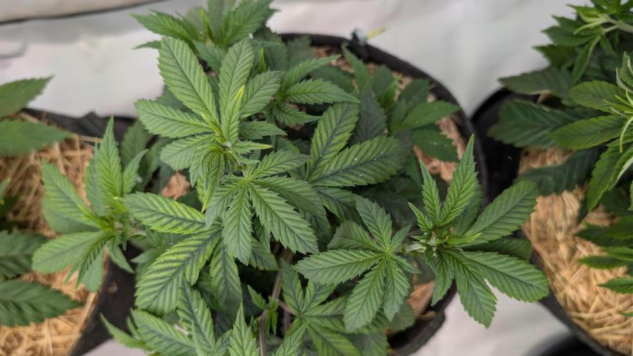 Cup Winning Strains 2026. Week 4