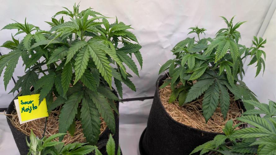 Cup Winning Strains 2026. Week 4