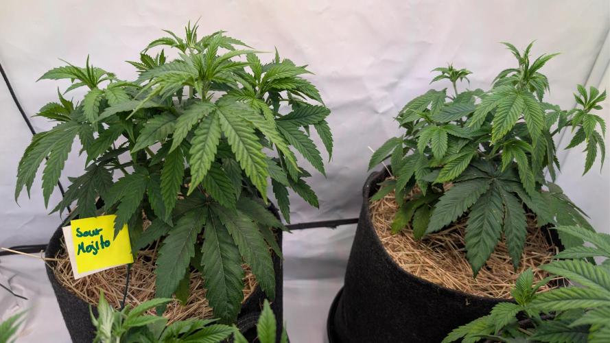 Cup Winning Strains 2026. Week 4