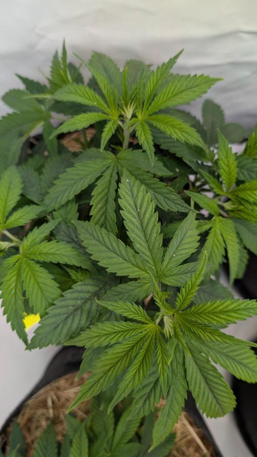Cup Winning Strains 2026. Week 4
