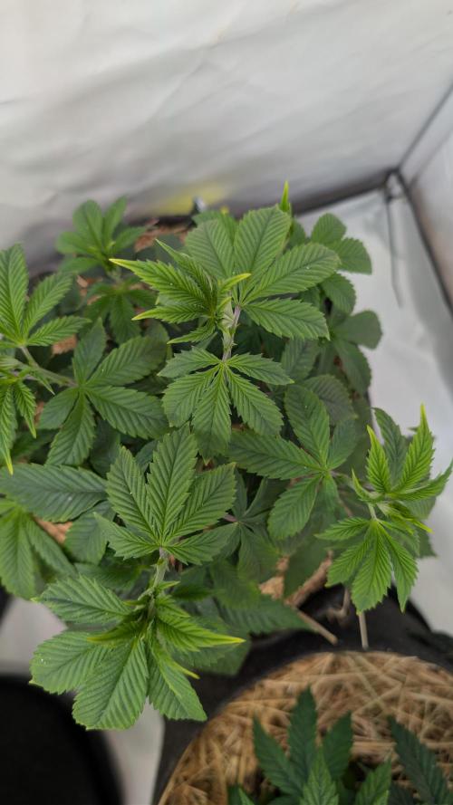 Cup Winning Strains 2026. Week 4