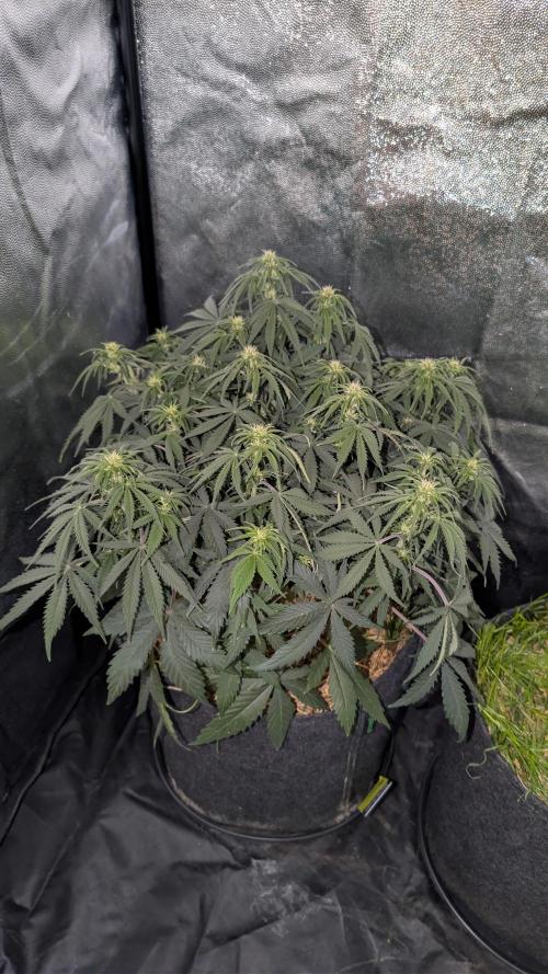 7up AWC 2026. Week 4