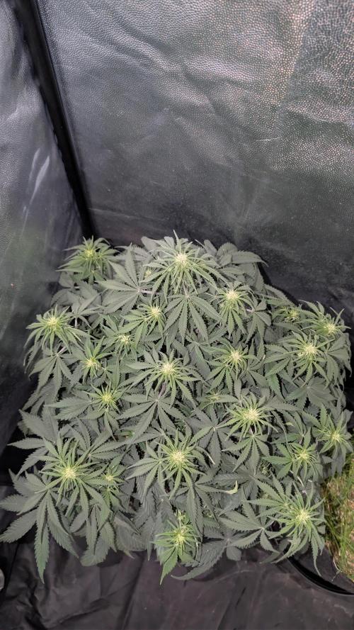 7up AWC 2026. Week 4