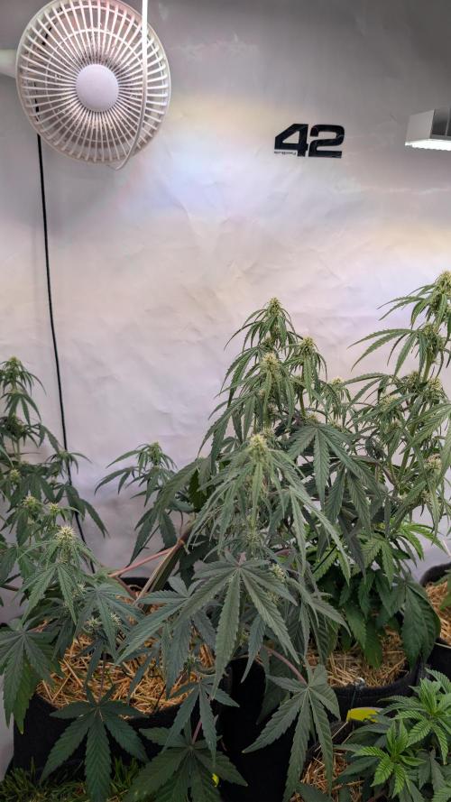 7up AWC 2026. Week 4