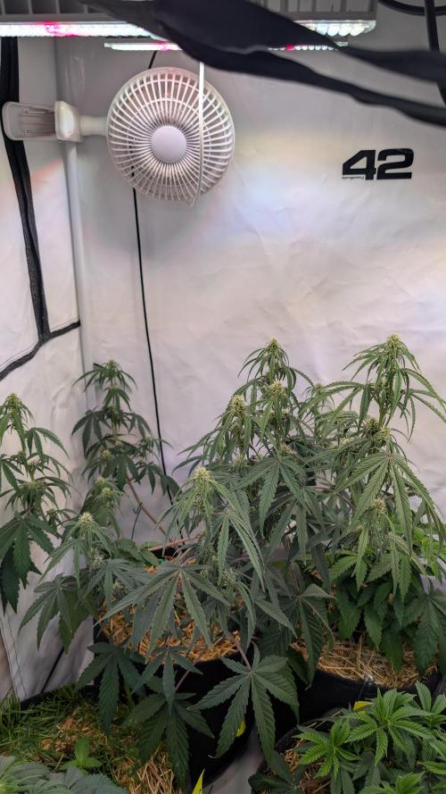 7up AWC 2026. Week 4