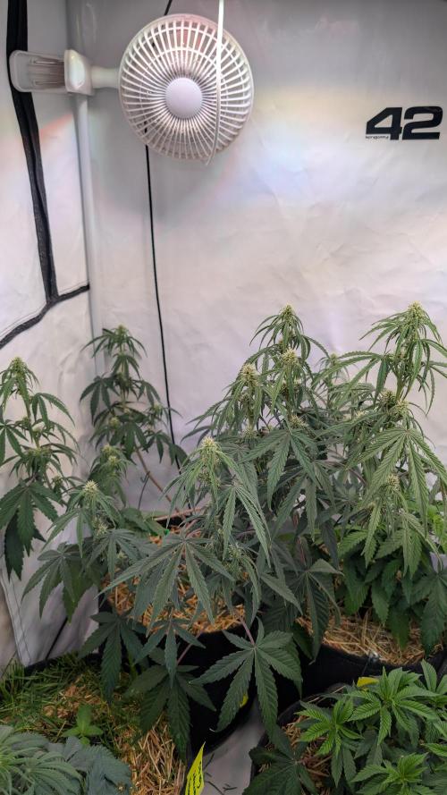 7up AWC 2026. Week 4
