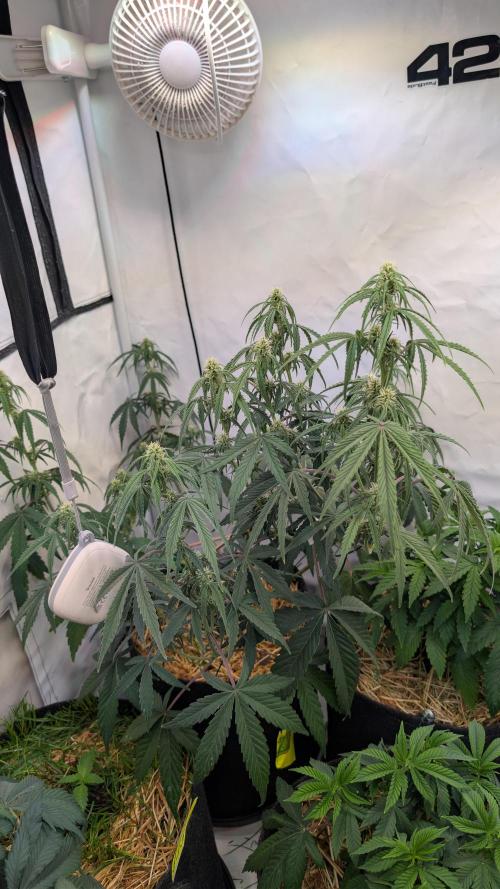 7up AWC 2026. Week 4