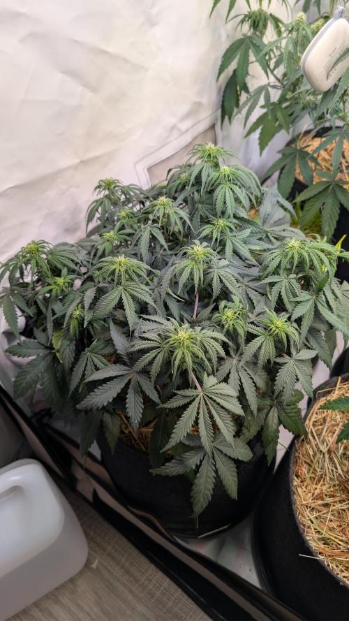 7up AWC 2026. Week 4