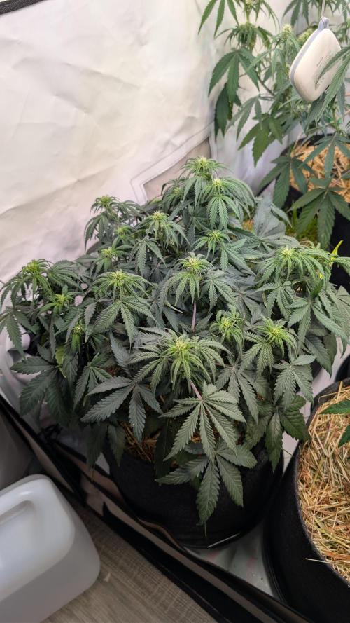 7up AWC 2026. Week 4