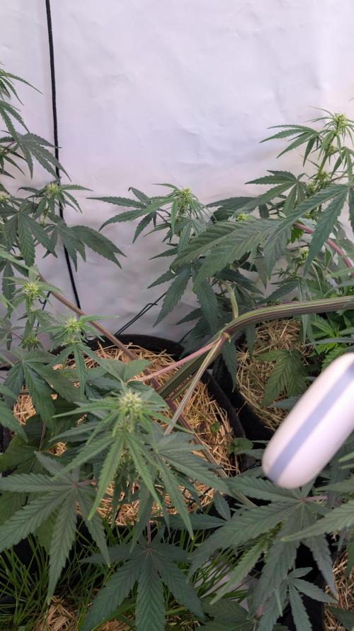 7up AWC 2026. Week 4