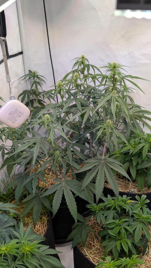 7up AWC 2026. Week 4