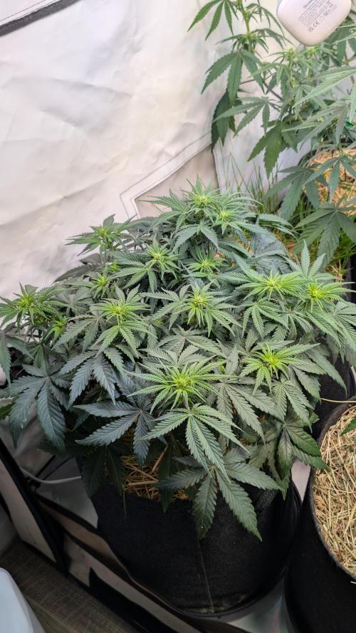 7up AWC 2026. Week 4