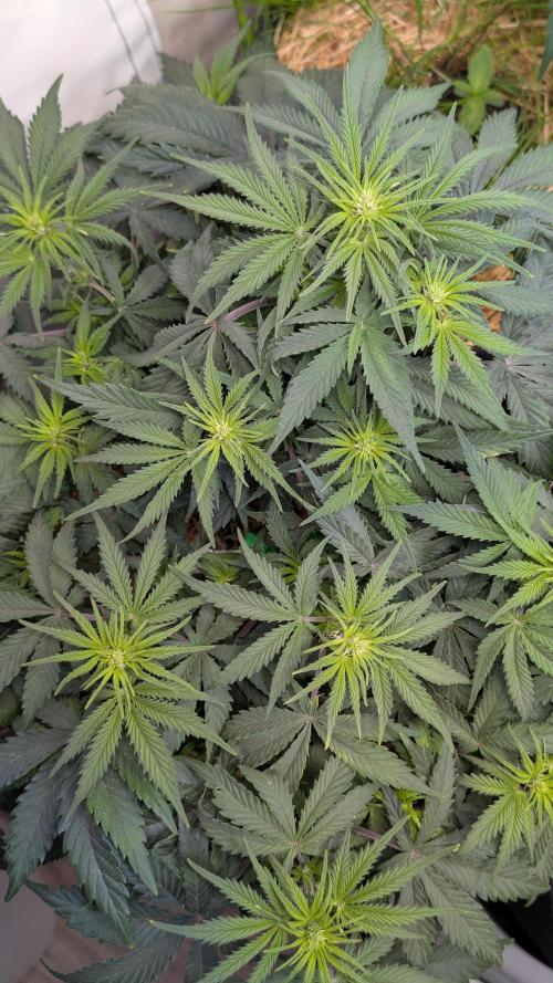 7up AWC 2026. Week 4