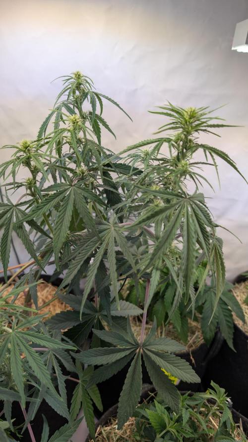 7up AWC 2026. Week 4