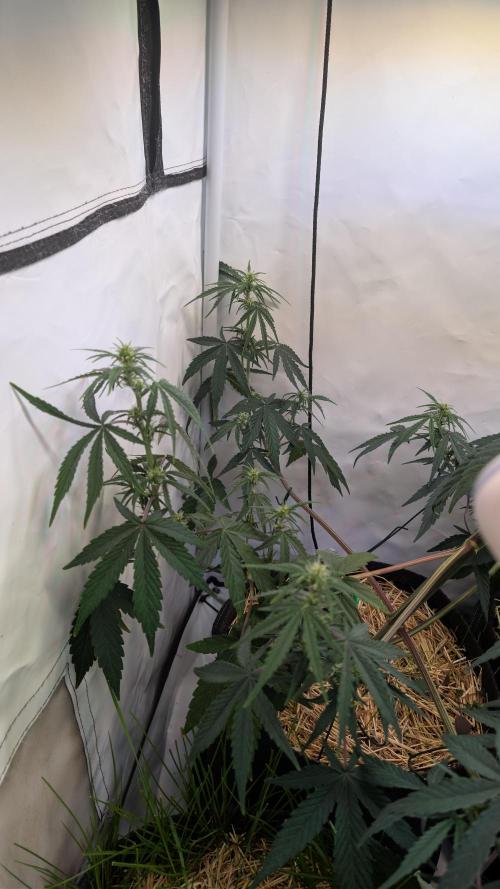 7up AWC 2026. Week 4