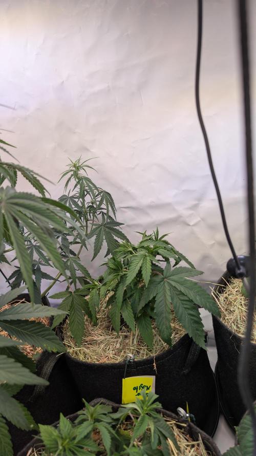 7up AWC 2026. Week 4