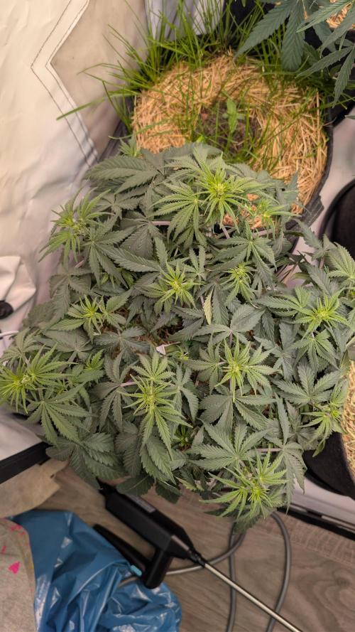 7up AWC 2026. Week 4