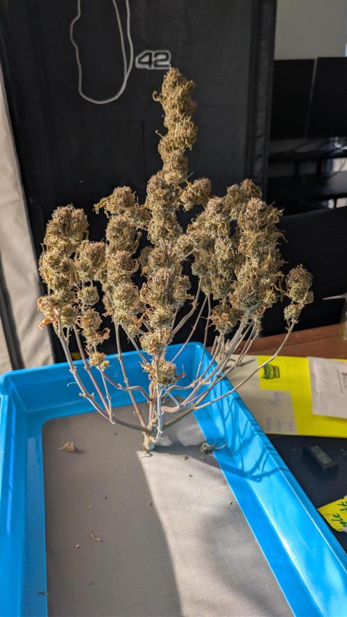 Last Auto Run. Week 13