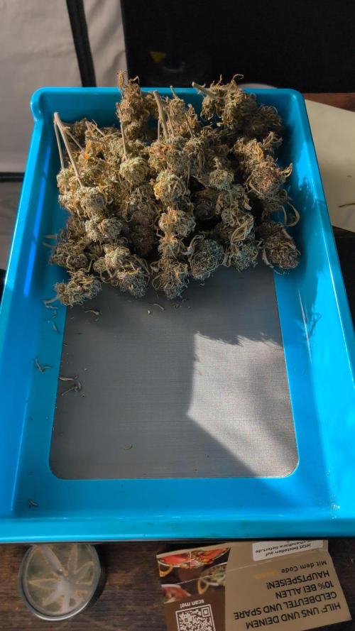 Last Auto Run. Week 13