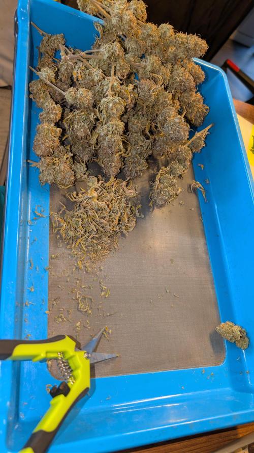 Last Auto Run. Week 13