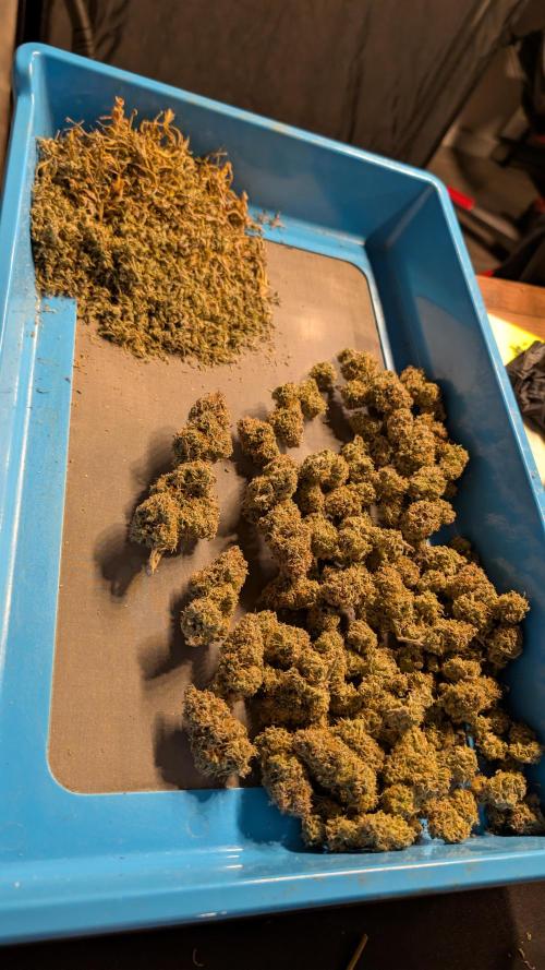 Last Auto Run. Week 13