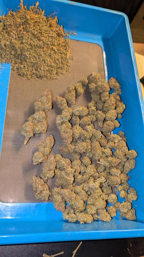 Last Auto Run. Week 13