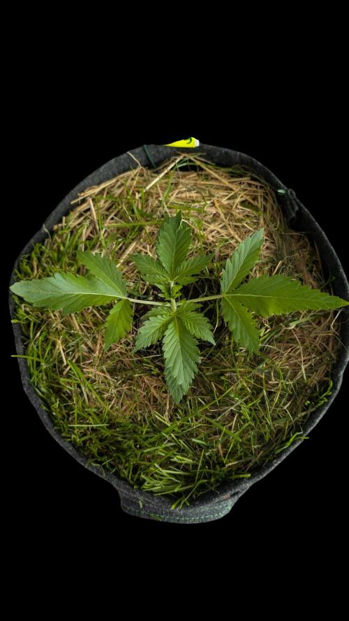 The G-Wagon Autoflower WorldCup 26. Week 2
